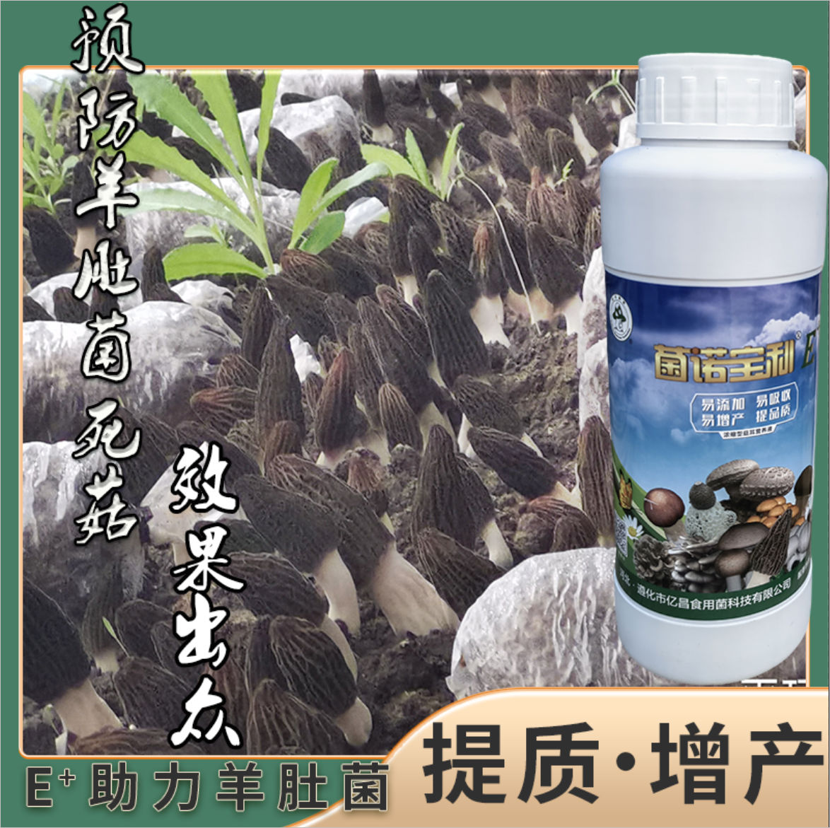 菌諾寶利E+：預防羊肚菌死菇，效果出眾