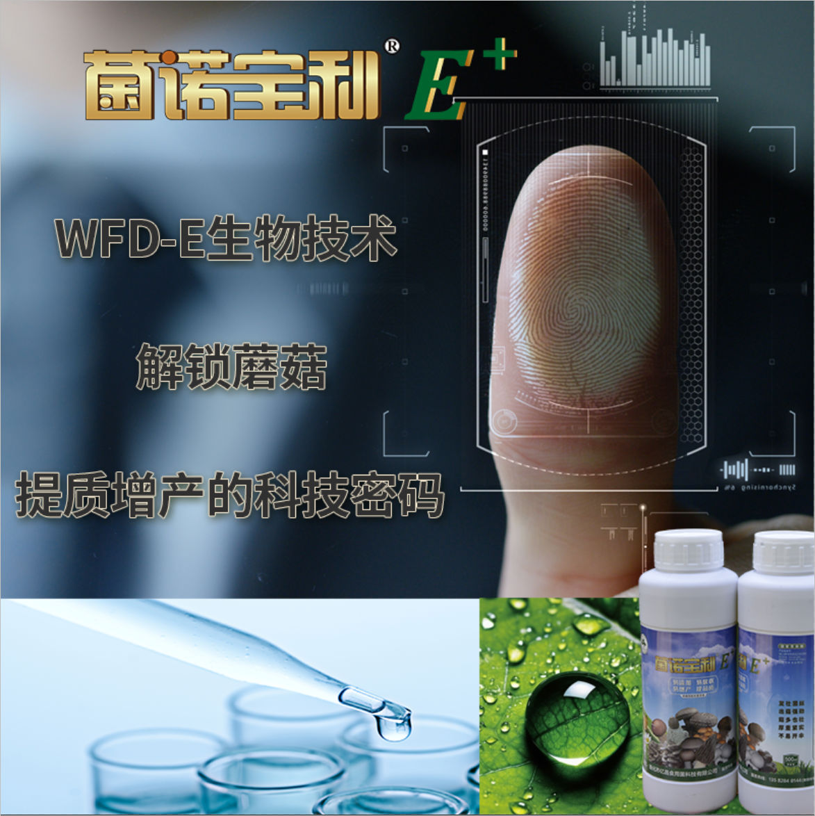 菌諾寶利E+：WFD-E生物技術(shù)，解鎖蘑菇提質(zhì)增產(chǎn)的科技密碼