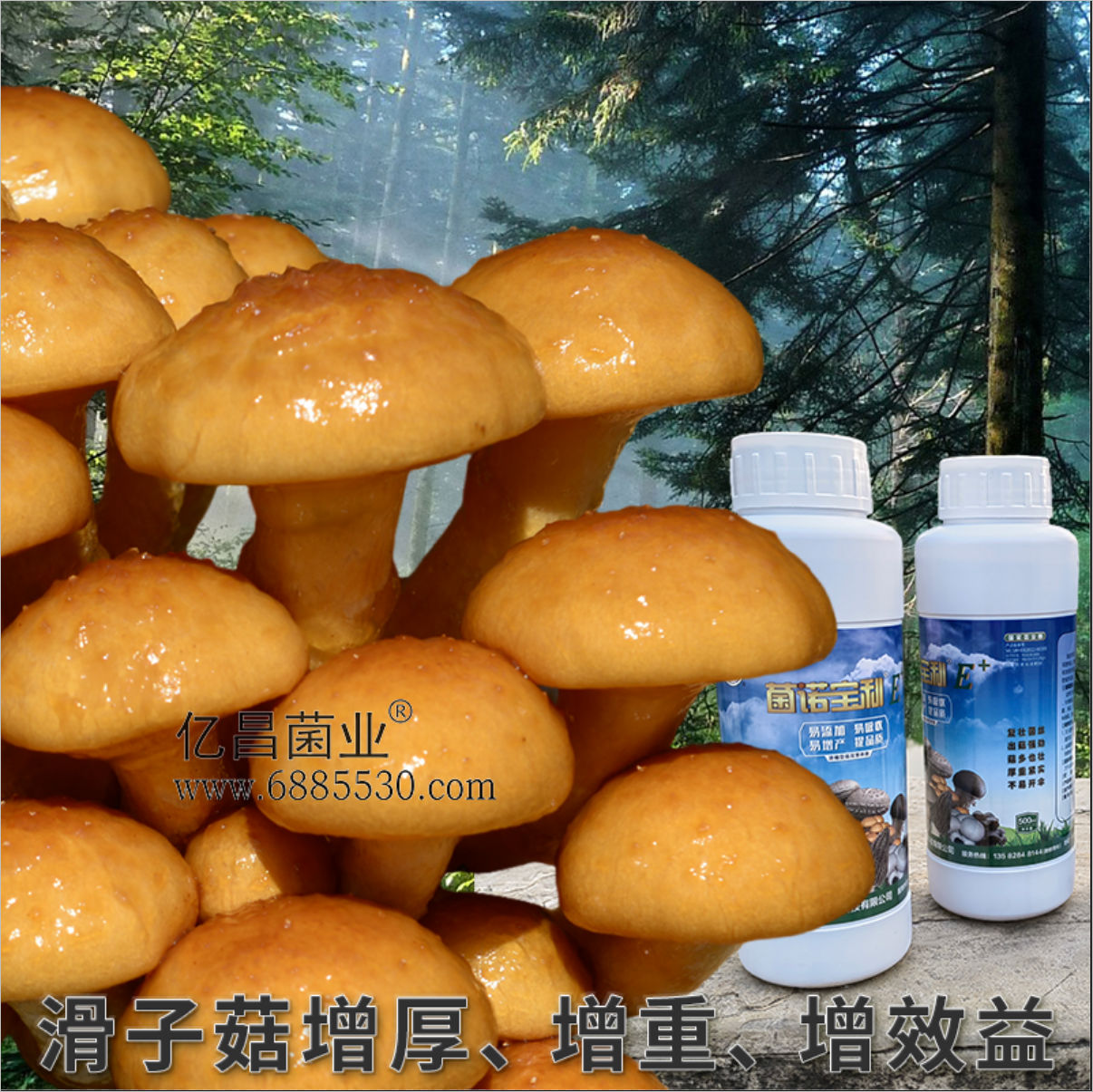 菌諾寶利E+：滑子菇增厚、增重、增效益