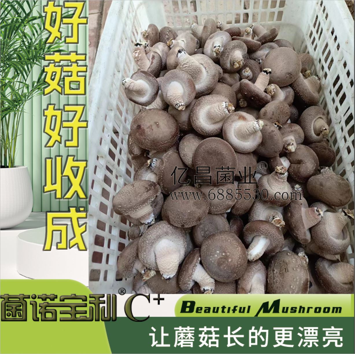 億昌菌業(yè)-注水C+（網(wǎng)頁版）PC-10）好菇好收成