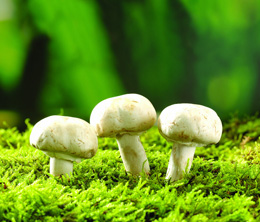 秋、冬季適宜栽培的菌類