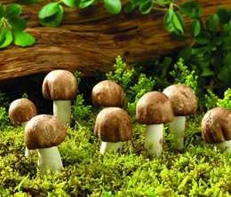 食用菌追肥注意事項