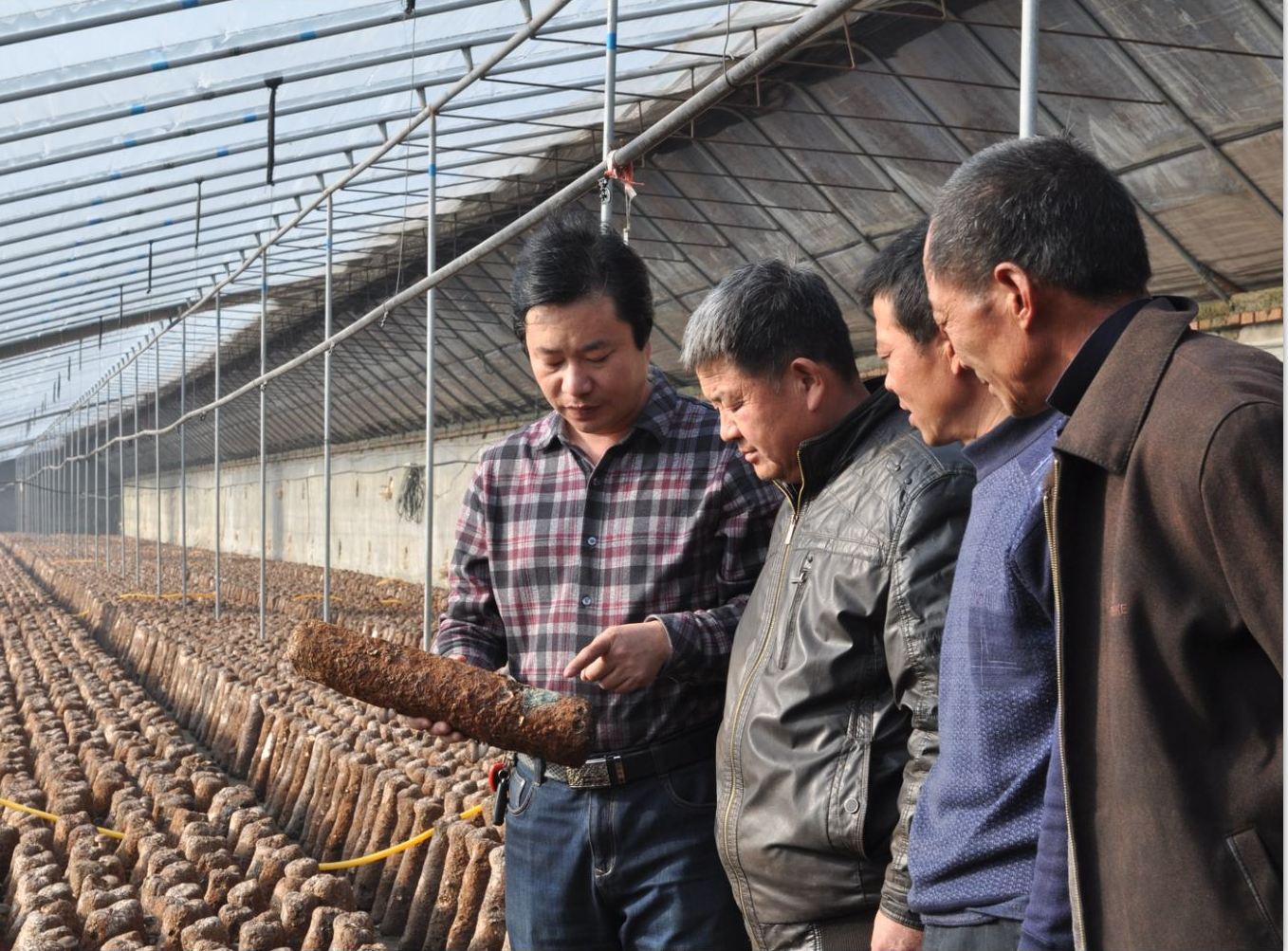 食用菌生產(chǎn)如何高效的控制污染二