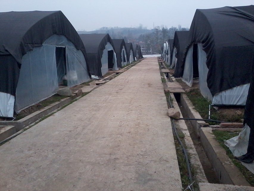 談食用菌種植如何控制綠霉以及高效治療綠霉病