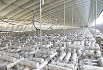 河北省食用菌生產(chǎn)基地