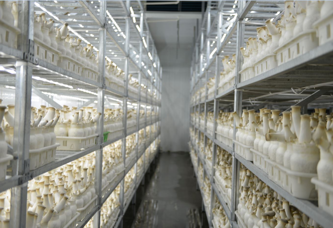 足不出戶學(xué)習(xí)食用菌種植技術(shù)—億昌菌業(yè)杏鮑菇種植篇（一）