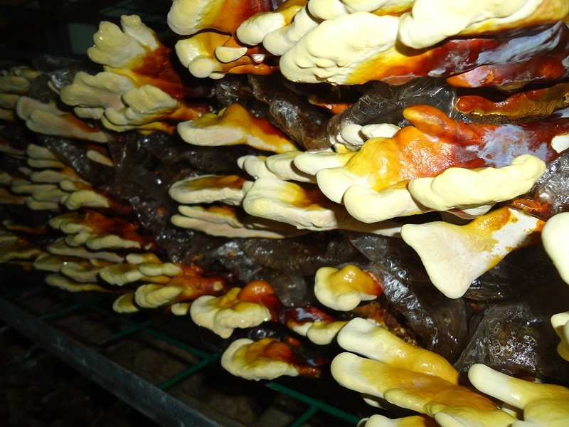 億昌菌業(yè)帶您走進(jìn)靈芝栽培的知識海洋（一）