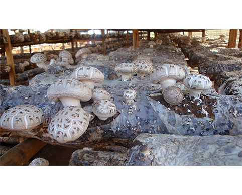 花菇提高產(chǎn)量和品質(zhì)的方法—億昌菌業(yè)花菇篇