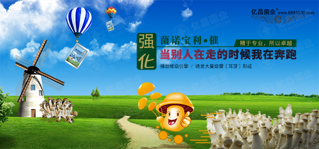 億昌催菇王——強(qiáng)勁催菇引擎，誘發(fā)大量菇蕾（耳芽）形成